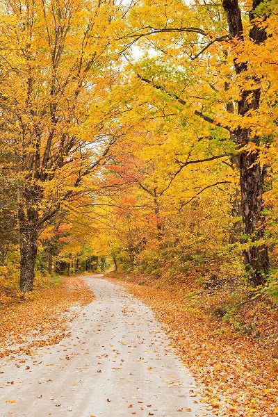 Gulin, Sylvia 아티스트의 USA-New England-Vermont tree-lined roadway in Autumns Fall colors작품입니다.